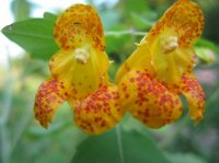 Double Rainbow, fall 2012 020.JPG