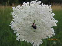 Orange Butterfly 011.JPG