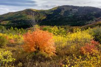 Ridge Autumn Leaves 9-20180257-proc.jpg