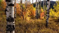 Ridge Autumn Leaves 9-20180457-proc.jpg