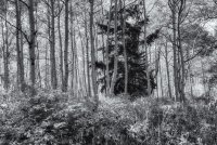 Ridge Autumn Leaves 9-20180027-bw.jpg