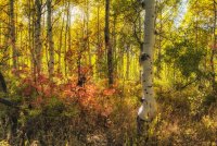 Ridge Autumn Leaves 9-20180035-recipe.jpg