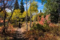 Ridge Autumn Leaves 9-20180049-proc.jpg
