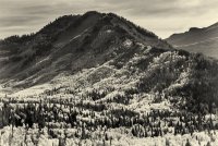 Ridge Autumn Leaves 9-20180122-bw.jpg