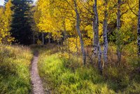 Ridge Autumn Leaves 9-20180190-proc.jpg