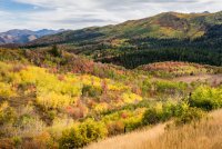 Ridge Autumn Leaves 9-20180222-proc.jpg