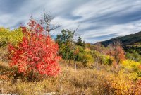 Ridge Autumn Leaves 9-20180246-proc.jpg
