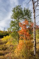 Ridge Autumn Leaves 9-20180274-proc.jpg