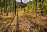 Ridge Autumn Leaves 9-20180311-proc.jpg