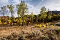 Ridge Autumn Leaves 9-20180372-proc.jpg