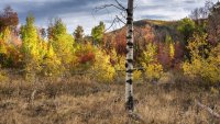 Ridge Autumn Leaves 9-20180373-proc.jpg