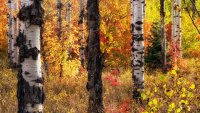 Ridge Autumn Leaves 9-20180447-recipe-sh.jpg