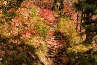 Sawmill 10-20180055-proc.jpg