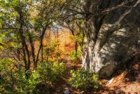 Sawmill 10-20180067-recipe.jpg