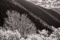 Sawmill 10-20180111-bw.jpg