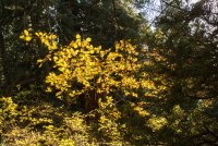 Sawmill 10-20180125.jpg