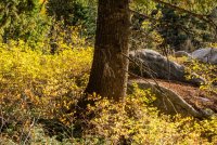 Sawmill 10-20180159-proc.jpg