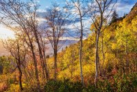 Sawmill 10-20180369-proc.jpg