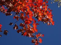 Red colored leaves maple-PA050150.jpg