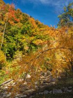Tree-hnaging over creek-.jpg