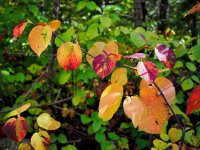 Witch Alders-1.jpg