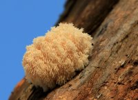 5J5A2822.JPG 5J5A2822.JPG