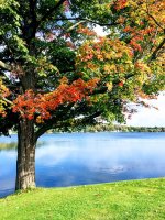 Maple-green-orange-IMG_2067.jpg