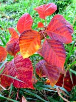 poison ivy-IMG_2051.jpg
