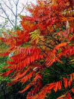 Tiger Sumac-IMG_2047.jpg