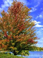 Autumn blaze-IMG_2059.jpg