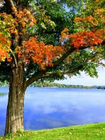 Maple-orange-green close up-IMG_2064.jpg