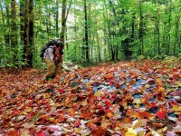 P34-Rick taking photos of red leaves-IMG_2212.jpg