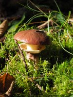 P36-Mushroom with moss-PA100510.jpg