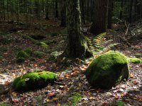 P29-mossy rocks-PA100474.jpg