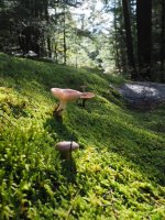 P24-mushroom in moss-PA100394.jpg