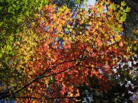 P10-red maples leaves-PA100192.jpg