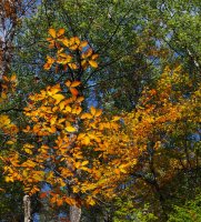 P8-orange leaves towards sky-PA100181.jpg