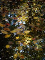 P5-Leaves reflected on water-PA100130.jpg