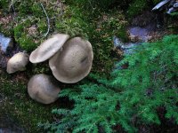 IMG_2503.JPG IMG_2503.JPG