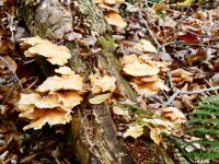 fullsizeoutput_2f30.jpeg fullsizeoutput_2f30.jpeg