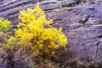 Death Hollow II Oct 20180845-recipe.jpg