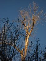 IMG_5501.JPG IMG_5501.JPG