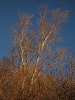 IMG_5506.JPG IMG_5506.JPG