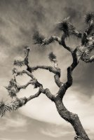 JTNP-7.jpg JTNP-7.jpg