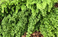 sanjuan-2018-ip-2400-27.jpg sanjuan-2018-ip-2400-27.jpg