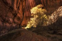 Neon and Escalante 11-20181165-recipe.jpg