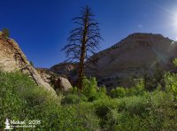 Bcr_tree-7.jpeg Bcr_tree-7.jpeg