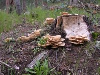 DSCN5355.JPG DSCN5355.JPG