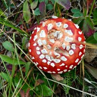 AA27F4BD-4C4E-4FA7-82AF-C8170A3DCA53.jpeg AA27F4BD-4C4E-4FA7-82AF-C8170A3DCA53.jpeg