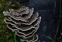 Raving in Nature-9.jpg Raving in Nature-9.jpg